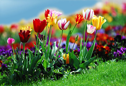 Fototapeta zástěna - Rozkvetlé tulipány 6420