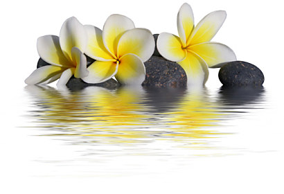Fototapeta zástěna - Květy nad vodou 6282