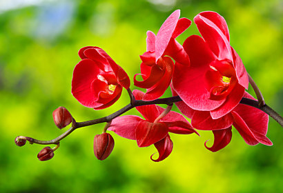 Kuchyňská fototapeta - červená orchidej 24762