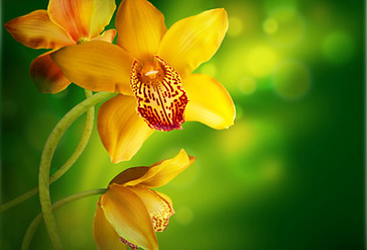 Fototapeta zástěna - Žlutá orchidej 4679