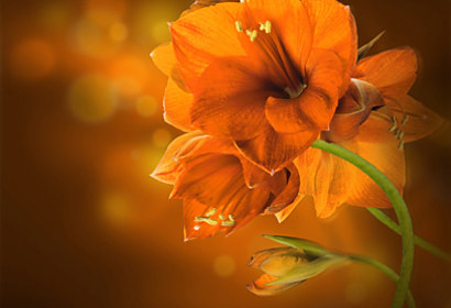 Fototapeta zástěna - Oranžová orchidej 4681