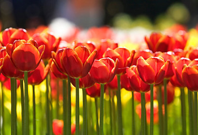 Fototapeta na zástěnu - Panoramatické červené tulipány 28207