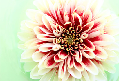 Fototapeta na zástěnu - Květ detail 3133
