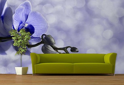 Fototapety Blue Orchid Flowers 6375