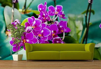 Fototapeta Purple orchid flowers 24286