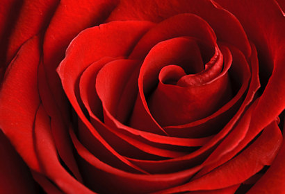 Fototapeta zástěna - Červená růže 348