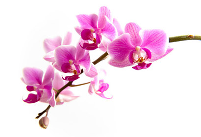 Fototapeta zástěna - Růžová orchidej  99