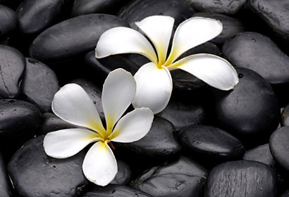 Fototapeta zástěna - Bílé květy na kameni 5994