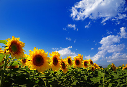Fototapeta na zástěnu - Sunflowers 3135